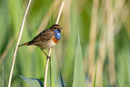 Podróżniczek (Luscinia svecica)