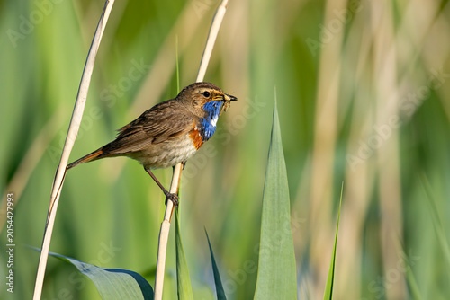 Podróżniczek (Luscinia svecica)