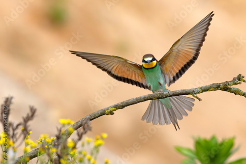 Żołna (Merops apiaster)