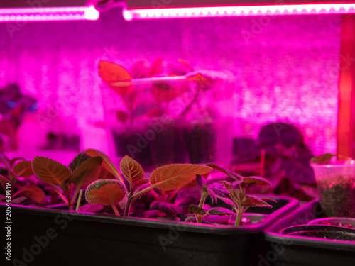 Growing indoor plants under ultraviolet light