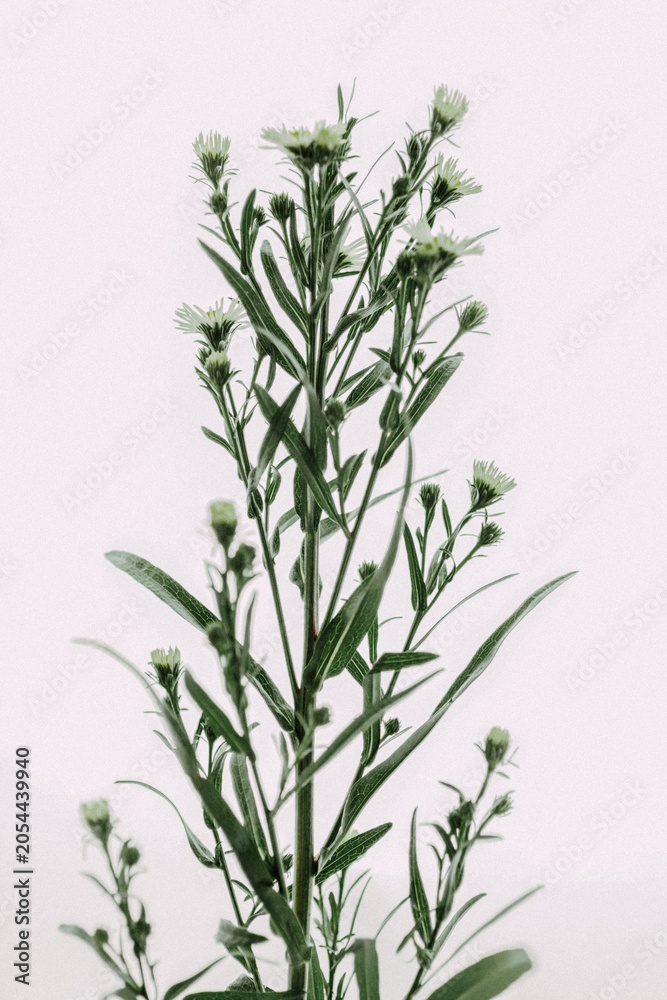 Fototapeta premium Brickellia eupatorioides (false boneset) close up on a white background