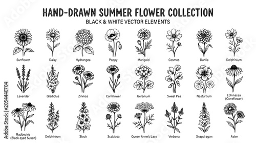 Handdrawn summer flower collection, black and white vector elements