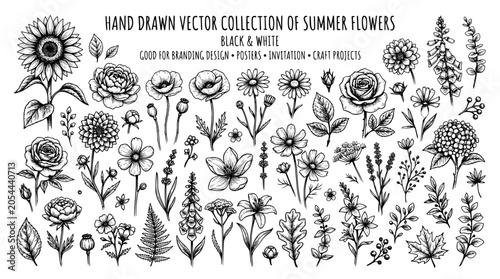 Hand drawn vector collection of summer flowers