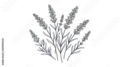 Lavender sprigs in botanical hand drawn line art