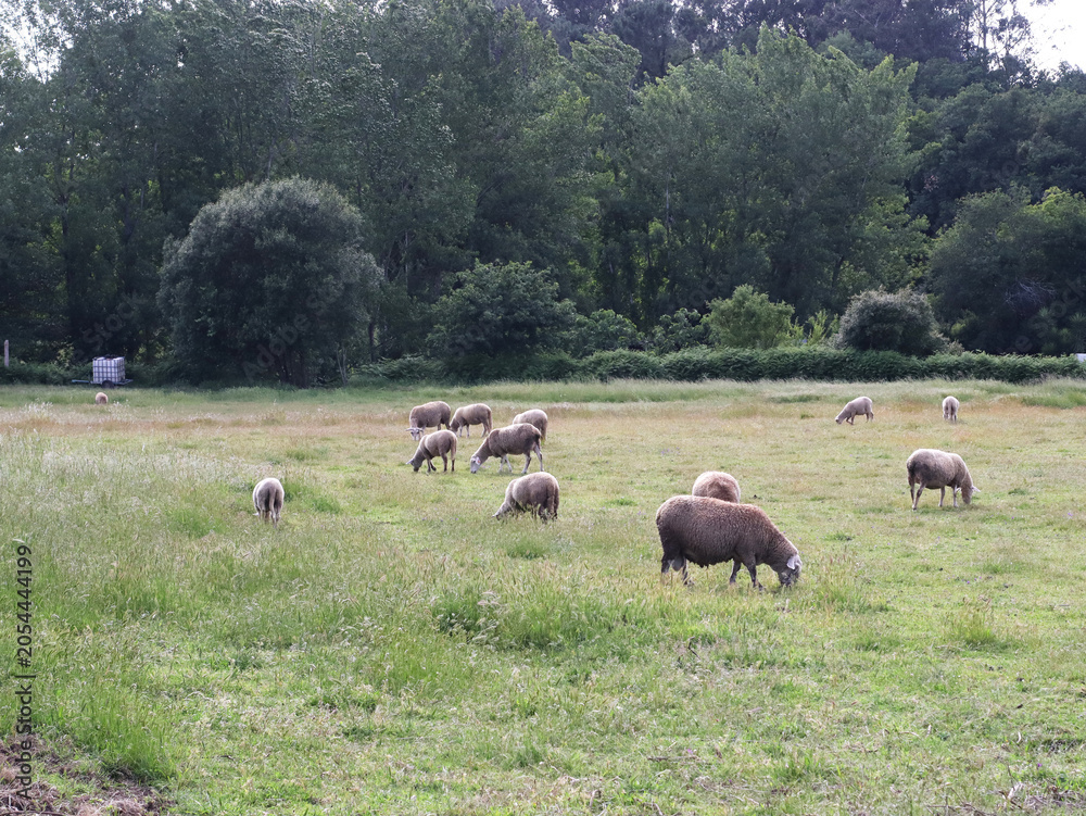 Obraz premium Flock of sheep grazing across a green meadow near a forest edge. Rural agricultural landscape with livestock feeding in open pasture during daylight in the countryside.