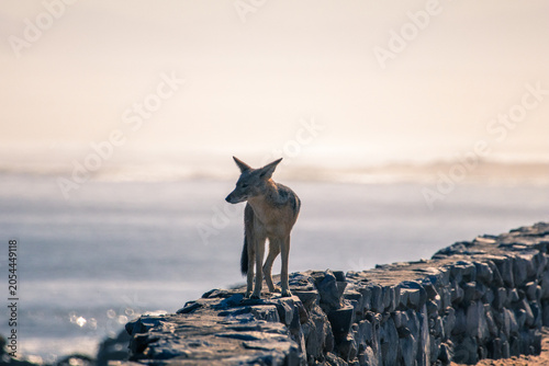 Картината върху платно A black-backed jackal at Cape Cross