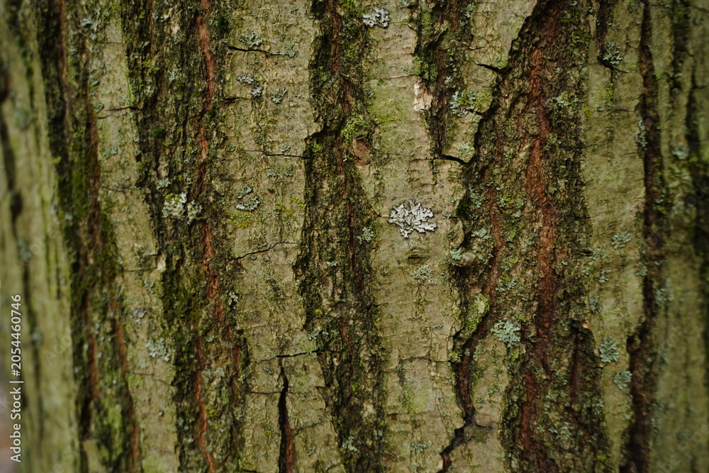 Fototapeta premium Close-up textured view of tree bark with green moss and lichen patches