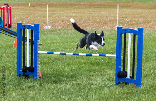 Action shot of one black and white Border Collie dog leaping over a blue and white hurdle during an outdoor dog agility competition.