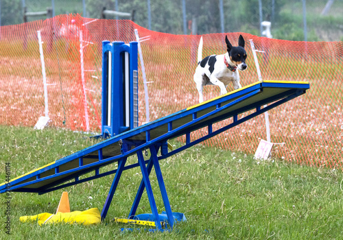 Action shot of one black and white Jack Russell Terrier walking on the teeter totter obstacle during an outdoor dog agility competition.