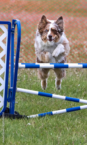 Closeup action shot of a Border Collie dog jumping over to of a hurdle while competing in an outdoor dog agility course.