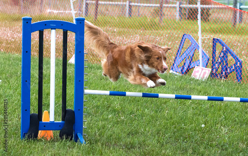 Action shot of one red and white Border Collie dog jumping over a blue and white hurdle in an outdoor dog agility competition.