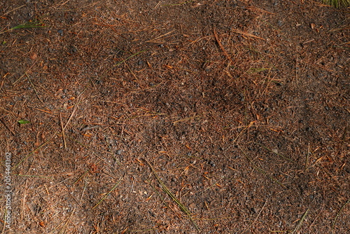 Fotografía Forest floor with pine needles dry leaves and small stones