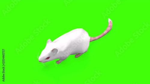 4k White albino house mouse idle loop top view animation isolated on Green Screen, 3D mus musculus rodent mice attention standing rendering on chroma key, video for your rhymes, stories