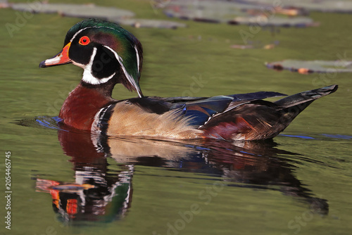 Wood duck male floating on the lake, with nice reflection on a green background
