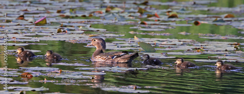 Wood duck mother and her babies floating on the lake, Quebec