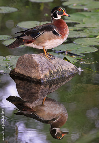 Wood duck male sitting on the rock, with nice reflection on the lake