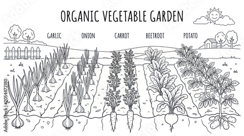 Organic vegetable garden with labeled root plants for coloring