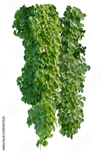 Heart-shaped leaves, climbing plant, heart-shaped leaves. Vines on a white background. Clipping path included.