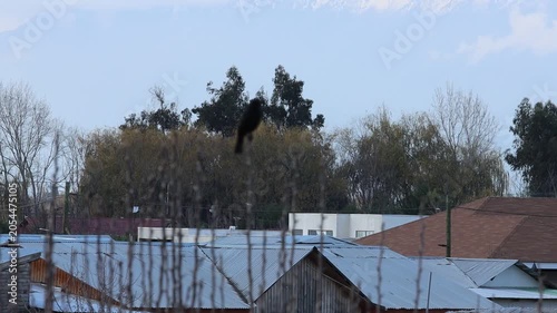 Pajaro negro en la rama