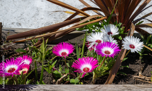 Pink and white flowers in the garden