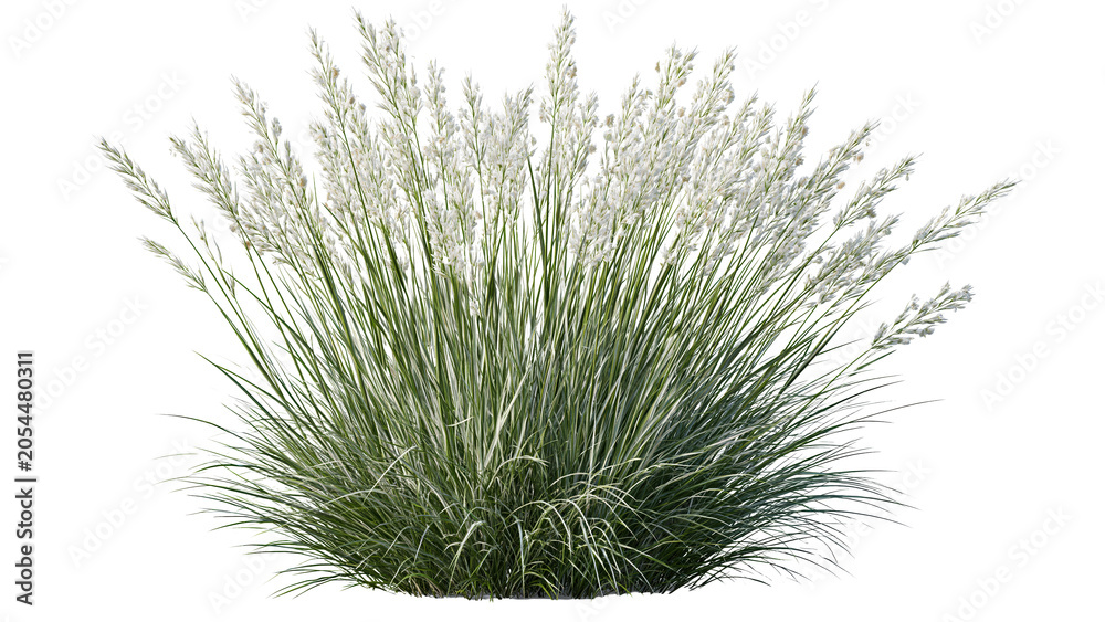 Fototapeta premium Green ornamental grass tuft isolated on transparent background