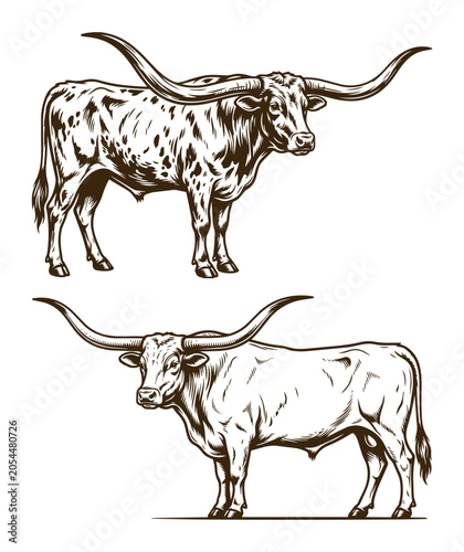 Vintage hand drawn vector illustration set of Texas Longhorn cattle with large horns isolated on white