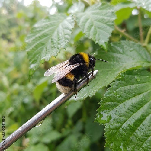 Closeup image of bumblebee resting on green plant stem outdoors