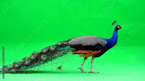 A magnificent peacock with its tail feathers spread wide stands against a vibrant green background, showcasing its iridescent beauty and regal presence in a studio setting