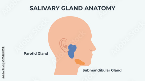 Billede på lærred Salivary Gland Anatomy Parotid Submandibular