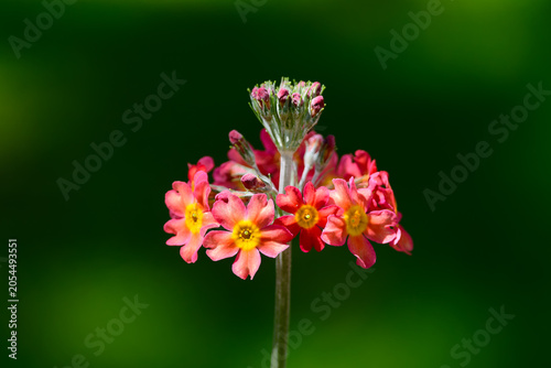 Nature’s Tiny Floral Crown