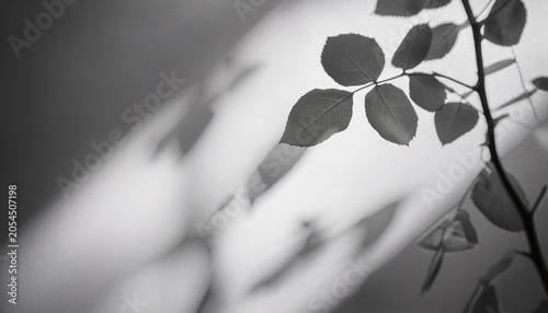 Rose Leaf Shadow Shadows And Light From Sunlight Of Natural Rose Leaf Tree Branch Plant Grey Rose Leaves Shadow Overlay Effect For Foliage Mockup
