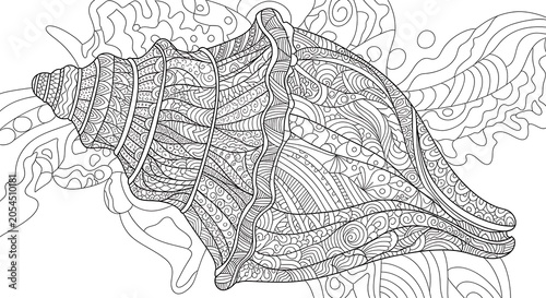 Intricate seashell illustration with detailed patterns on white background