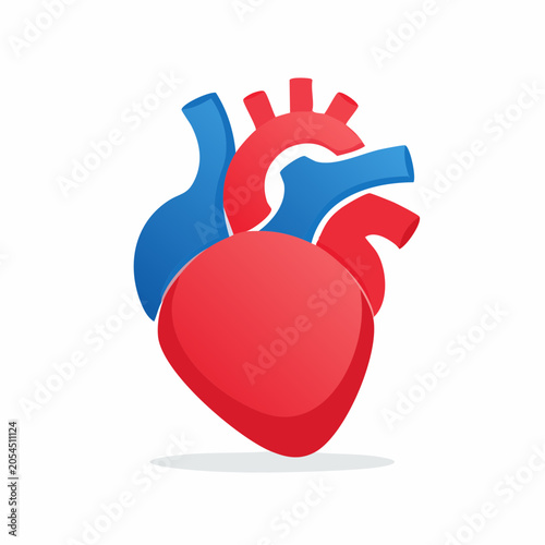 Stylized Human Heart Anatomy Illustration