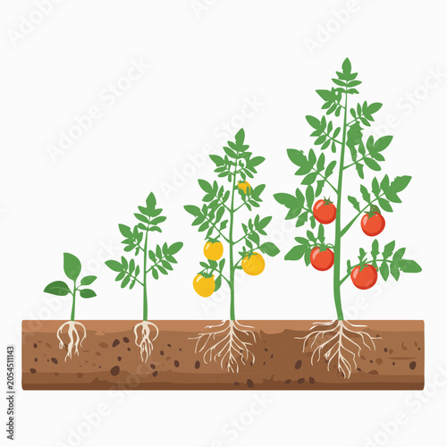 Tomato Plant Growth Stages