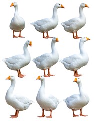 A group of white geese with orange beaks and feet