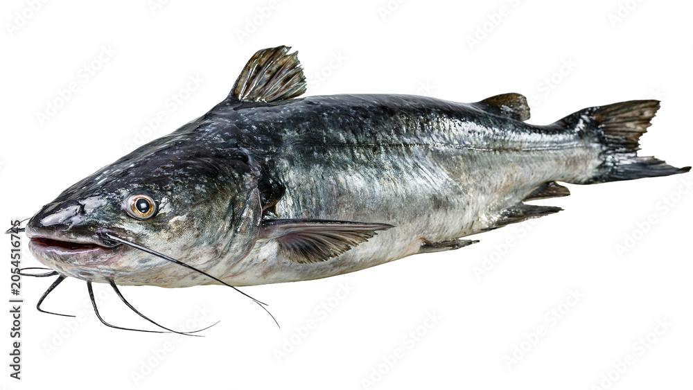 Fototapeta premium Fresh whole catfish on transparent background