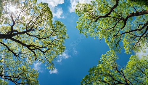 Tree Branches Against Blue Sky