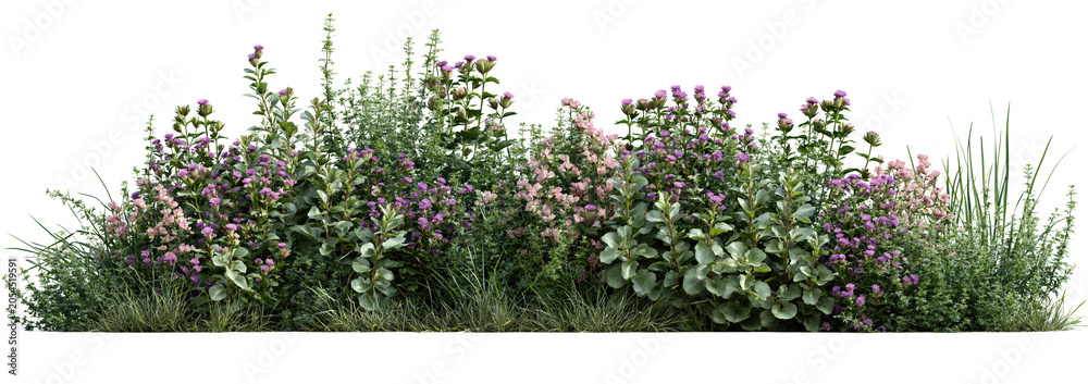Fototapeta premium Blooming garden flower border with ornamental plants on white