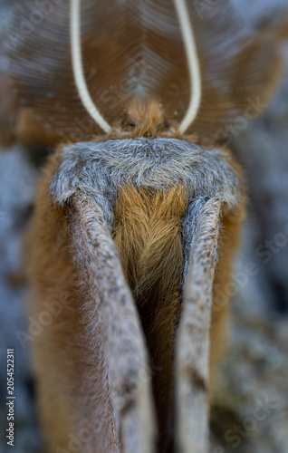 polyphemus moth macro hair