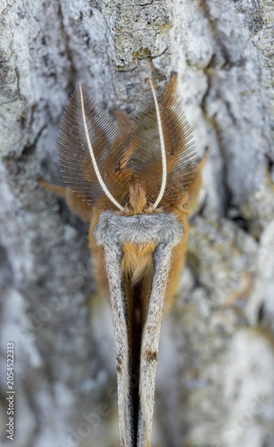 polyphemus moth macro
