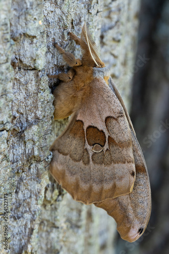 polyphemus moth on tree