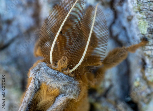 polyphemus moth