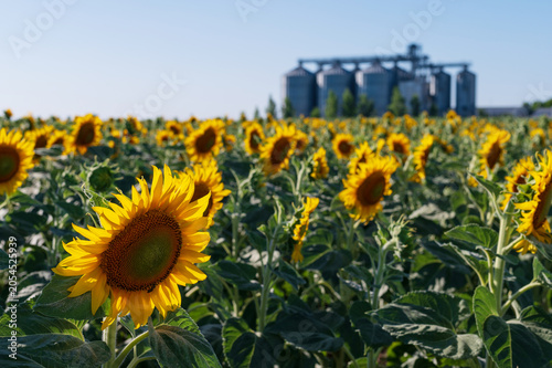 Field of sun flowers and agricultural facility on a sunny summer day