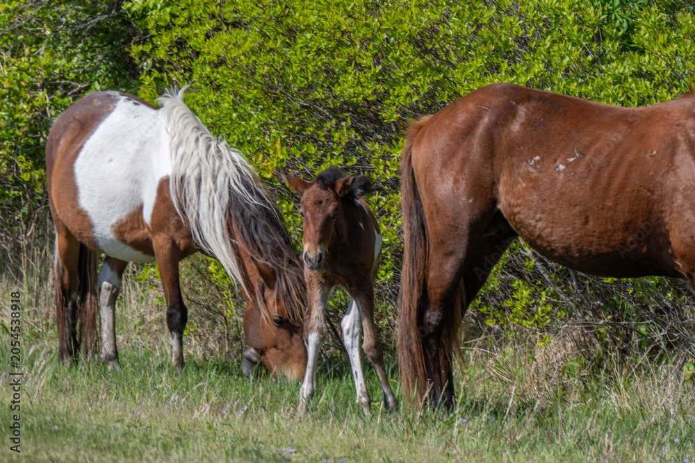 Obraz premium Wild Mare And Foal Grazing With Bay And Pinto Horses In Sunny Meadow Near Shrubland