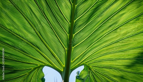 Close Up Of A Large Green Taro Leaf Fresh Tropical Elephant Ear Foliage Texture Detailed Botanical Background With Veins