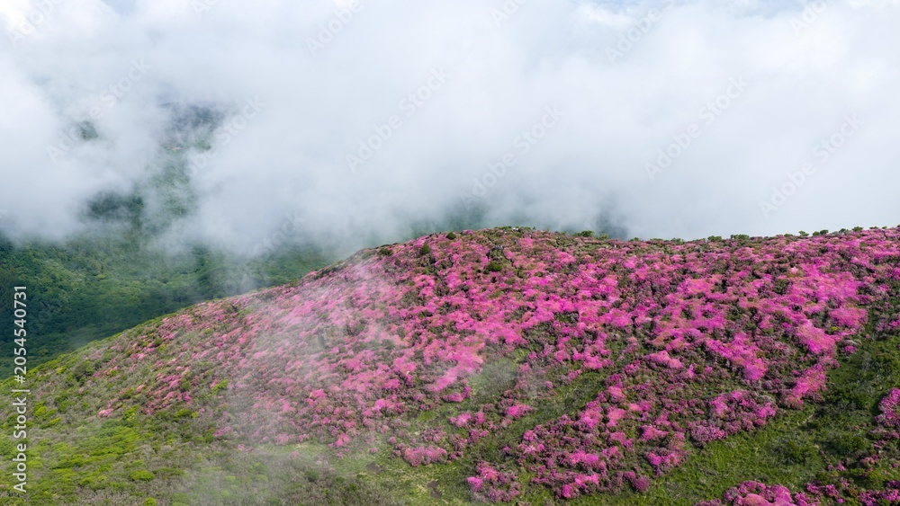 Fotografie 初夏の久住高原 ミヤマキリシマ群生地の空撮風景