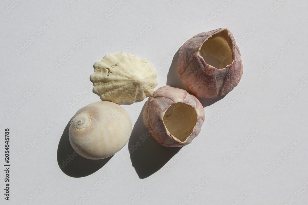 Foto It is an empty barnacle shell.