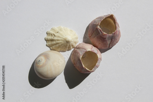 Foto It is an empty barnacle shell.