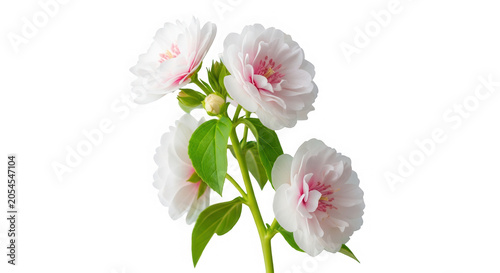 Pink and white daisies with green leaves in a bouquet isolated on transparent background