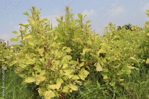 Amaranthus viridis on farm for sell